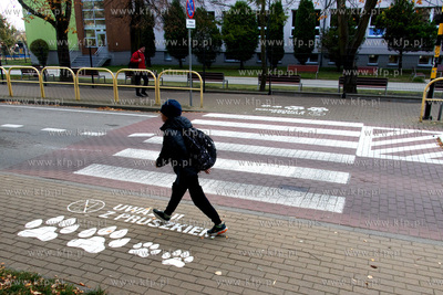 Akcja "Bezpieczeństwo z Lwem Pruszkiem na przejściach...