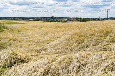 Chwaszczyno. Pole położonego zboża po ulewnych deszczach.11.07.2019...