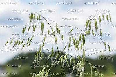 Chwaszczyno.11.07.2019 Fot. Anna Bobrowska / KFP