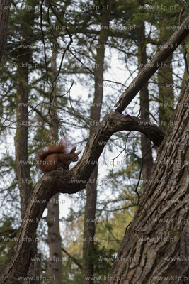 Gdańsk. Park Oliwski. 31.20.2019 Fot. Anna Bobrowska...