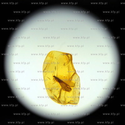 Gdansk, Miedzynarodowe Targi Gdanskie. Targi AMBERIF....