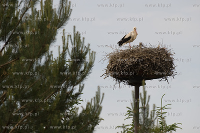 Jak co roku pracownicy Grupy ENERGA wraz z ornitologami...