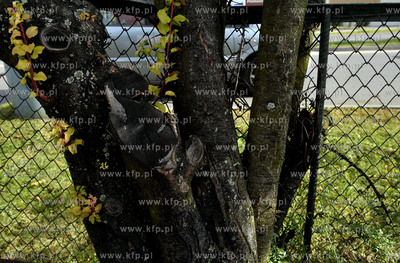 Gdansk Zabianka ul. Gospody. Wrosniety w drzewo fragment...