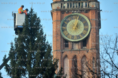 Ozdabianie 25-metrowej choinki, ktora stanela na Dlugim...