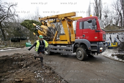 Sopot. Wykopywanie drzew i krzewow  na placyku przy...