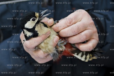 Oliwskie zoo. Obrączkowanie ptaków. Nz. dzięcioł.
03.01.2016
fot....