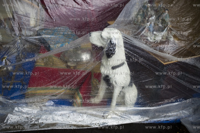 Gdańsk. Jarmark św. Dominika.
17.08.2016
fot. Krzysztof...