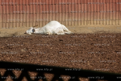 Gdańsk. Zoo w Oliwie. Upał w Zoo. Nz. Koza. 02.08.2018....