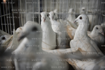 Gdansk. Miedzynarodowe Targi Gdanskie SA. 
6. Miedzynarodowe...