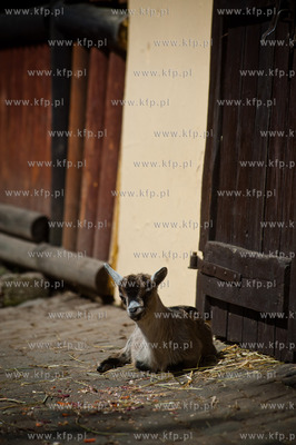 Gdansk. Oliwskie zoo.
Nz Koza Karlowata
14.05.2013
fot....