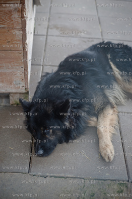 Gdansk. Schronisko dla bezdomych zwierzat Promyk. Akcja...