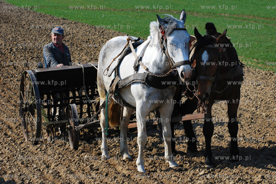 Wiczlino k/Gdyni. Edmund Meieronke obsiewa pole siewnikiem...