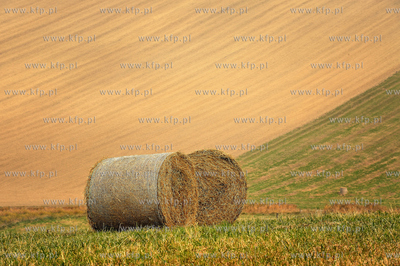 Morawy. Czechy. Okolice miejscowosci Kijev. Nz. pola...