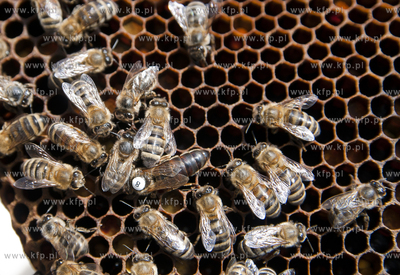 Pszczelarz pan Kazimierz Stosik podczas wiosennych...