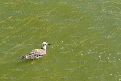 Sopot. Plaza. Zakaz kapieli w wodach Zatoki Gdanskiej...