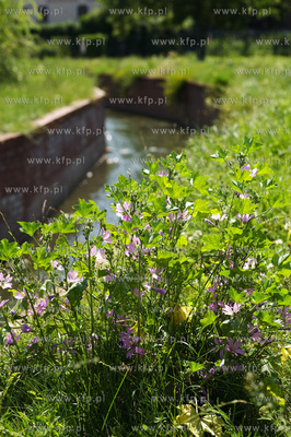 Gdansk Wrzeszcz, Park nad Strzyza.
03.07.2009
fot....