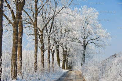 Piekna zima na zabytkowej ul. Wiezyckiej w Gdansku-Lostowicach.
16.01.2010
fot....