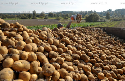 Wykopki ziemniakow na polu Bogdana Waldera we wsi Sulmin...