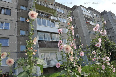 Bloki na Morenie w okolicy ul. Wyrobka i Żylewicza....