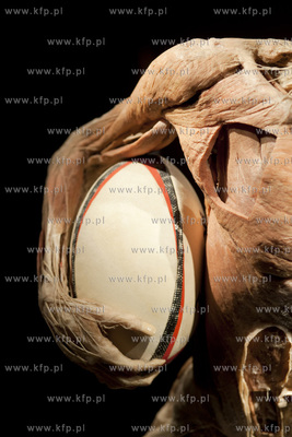 Wystawa o ciele ludzkim Human Body.
30.04.2013
fot....