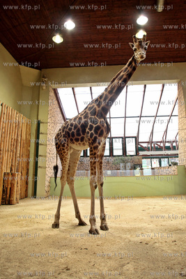 W gdanskim zoo  ustanawiany jest rekord Guinnessa....