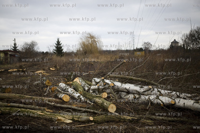 Wycinka drzew przy ul. Kochanowskiego w Gdańsku.
28.02.2017
fot....