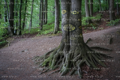 Gdańsk. Las w okolicach Osiedla Młodych. 19.05.2021...
