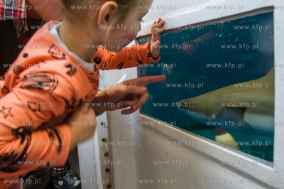 Akwarium Gdynskie. Tydzien Rekina oraz Dni Otwarte...