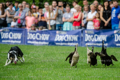 Sopot. Łazienki Połnocne. Zawody Latających Psów.
Nz...