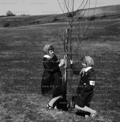 Sadzenie przydro źnych drzewek na Kaszubach. ZAKAZ...