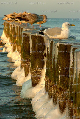 Zimowo lodowa plaza w Ustce. 17.01.2010 r. Fot. Arturo...