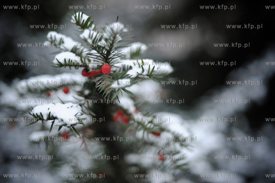 Pierwszy snieg przy wyjsciu z peronu SKM Sopot. 27.11.2010...