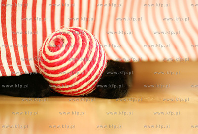 Gdansk. Czarny kot dachowiec Hauru. 21.02.2008 fot....