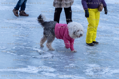 Tłumy spacerowiczów na zamarzniętej Motławie w...