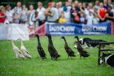 Sopot. Łazienki Połnocne. Zawody Latających Psów.
Nz...