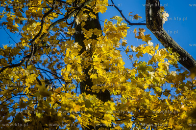 Gdańsk. Jesien w Parku Steffensa.
30.10.2016
fot....
