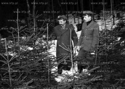 Świerki przeznaczone do wycięcia. (lata60)19680002159zFot....