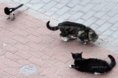 Pojedynek dwoch kotow, ktoremu sedziuje sroka
11.06.2008
fot....