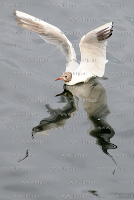 Mewa.
15.07.2012 fot. Andrzej J. Gojke / KFP