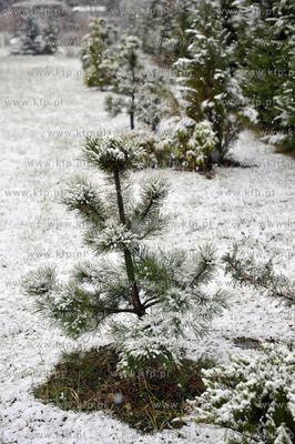 Pierwszy snieg tej jesieni, ale jeszcze nie kalendarzowej...
