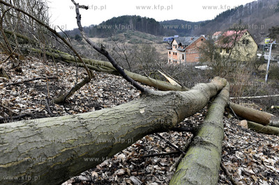 Wycinka drzew w Gdańsku Brętowie na ul. Juliusza...