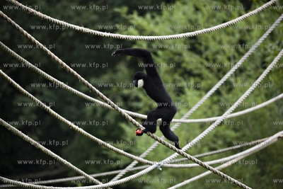 Gdańsk. Zoo. Nz. gibon.
28.07.2015
fot. Krzysztof...