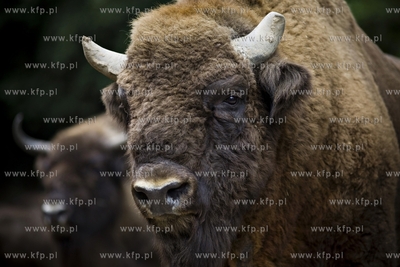 Gdańsk. Zoo. Nz. żubr.
28.07.2015
fot. Krzysztof...