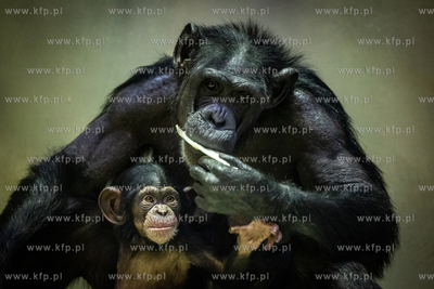 Młode szympansy w oliwskim zoo.
05.01.2023
fot....