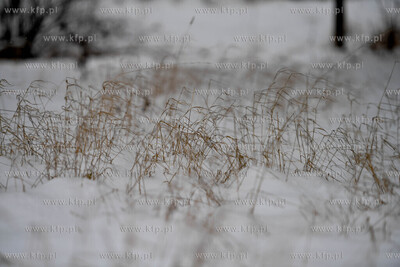 Zima na Żuławach. 16.01.2021 fot. Paweł Marcinko...