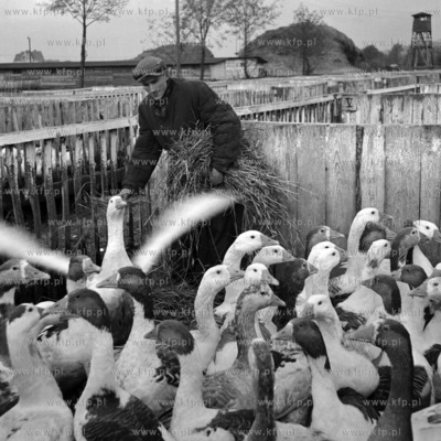 Hodowla gęsi. (lata60). 1963 0007960z Fot. Zbigniew...