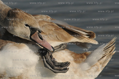 Wiosenna toaleta labedzi w popoludniowym sloncu na...