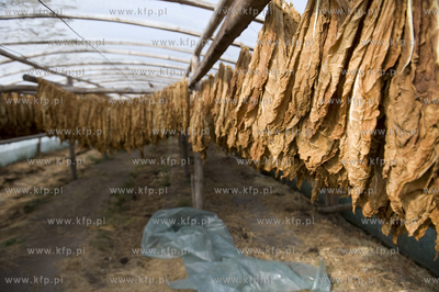 Polskie Stwolno woj. kujawsko-pomorskie  Nz. Gospodarstwo...