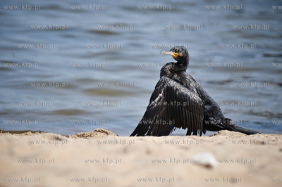 Piekny czarny kormoran. 09.07.2010 Fot. Michal Rumas/KFP