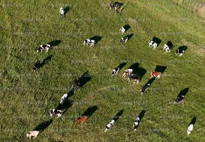 Wypas krow na polskich lakach. NZ laki i stado w okolicy...